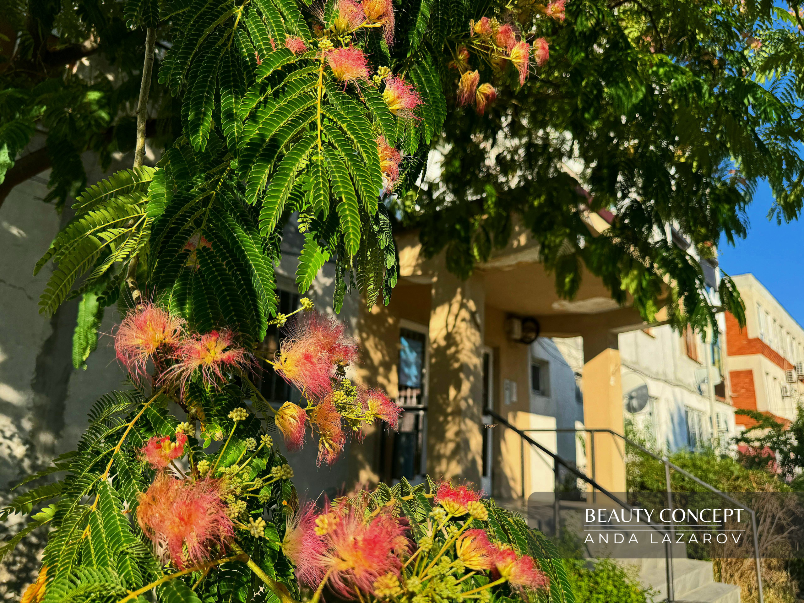 Contact Anda Lazarov