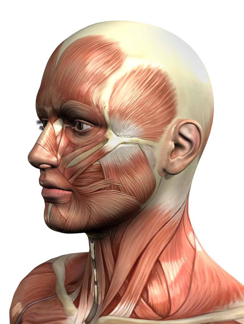 Masaj Sculptural Bucal